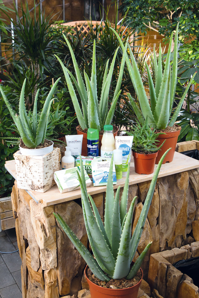 L'Aloe vera aux 100 vertus et 1000 mfaits | Fdration romande des  consommateurs