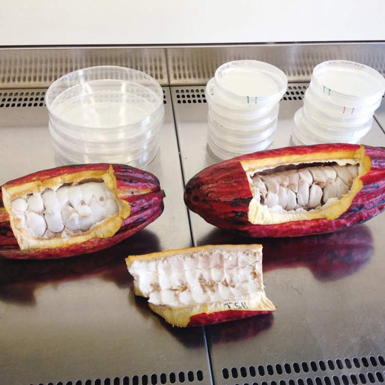 Cacao