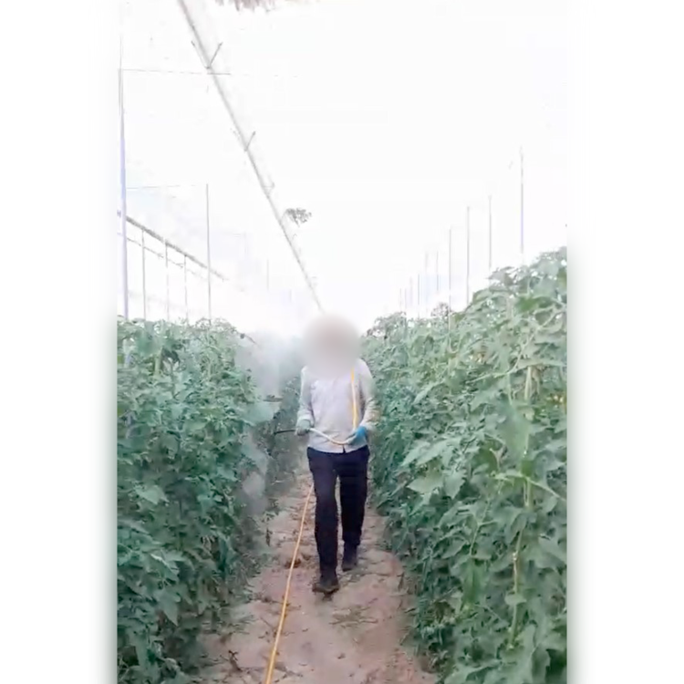 Pulvérisation de produits dans une serre de tomates en Andalousie
