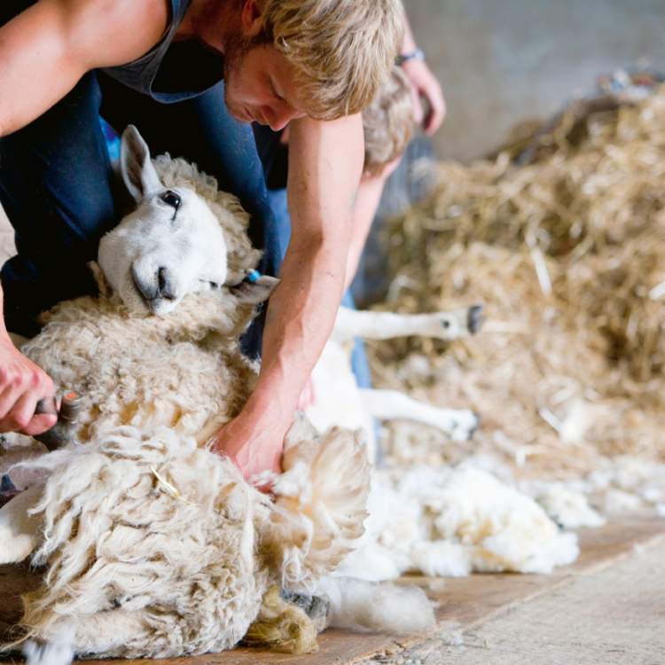 Les éleveurs paient la tonte, par ailleurs obligatoire, 3fr.50/kg. Un service à perte.
