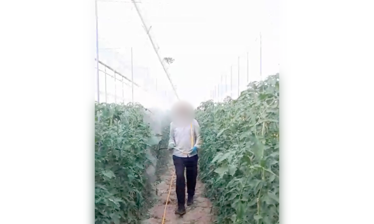 Pulvérisation de produits dans une serre de tomates en Andalousie
