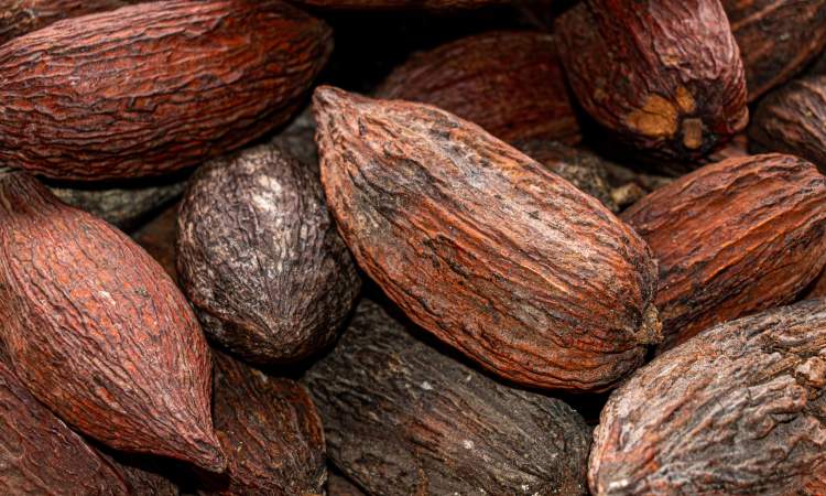 Gousses de cacao