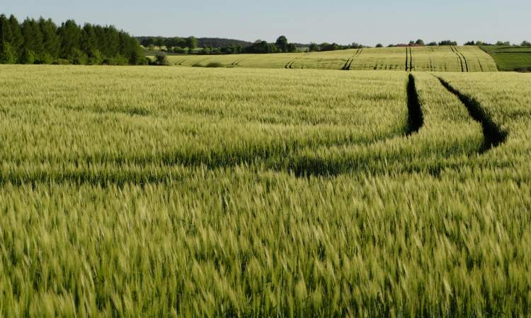 champ de céréales