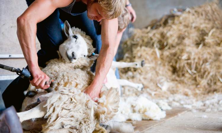 Les éleveurs paient la tonte, par ailleurs obligatoire, 3fr.50/kg. Un service à perte.