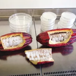 Cacao