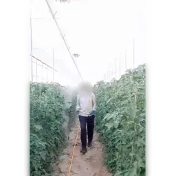 Pulvérisation de produits dans une serre de tomates en Andalousie