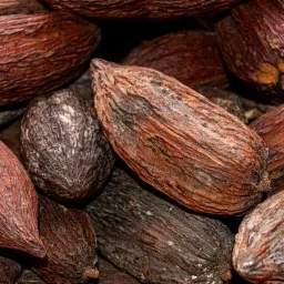 Gousses de cacao