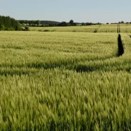 champ de céréales