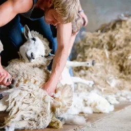 Les éleveurs paient la tonte, par ailleurs obligatoire, 3fr.50/kg. Un service à perte.
