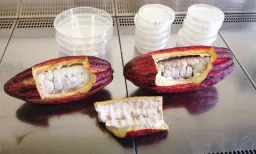 Cacao