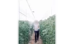 Pulvérisation de produits dans une serre de tomates en Andalousie