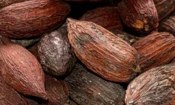Gousses de cacao