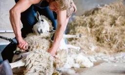 Les éleveurs paient la tonte, par ailleurs obligatoire, 3fr.50/kg. Un service à perte.