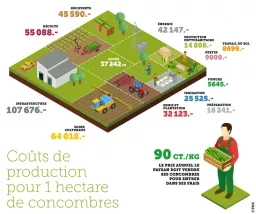 Coûts de production pour 1 hectare de concombres