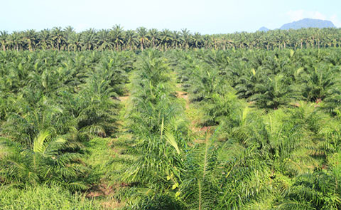 L'huile de palme, une graisse comme une autre? – Fédération romande des  consommateurs