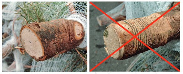 Le fait d'arrondir ou d'appointer le pied des arbres de Noël détruit ou endommage leur écorce et les tissus qu'elle recouvre. Ces derniers contiennent les vaisseaux qui permettent à l'arbre d'absorber l'eau et de ralentir considérablement son dessèchement. Image © La forêt 12/14