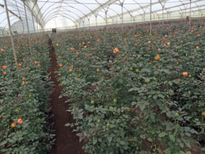 Une fois plantées, les roses ont un cycle de croissance de 80 jours. Puis le rosier fleurit tous les 45 jours. © Grégoire Laufer