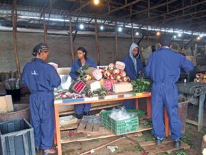 Empaquetées par bottes dans du carton ondulé, les fleurs se préparent à un long voyage avant d’arriver chez le client. © Grégoire Laufer