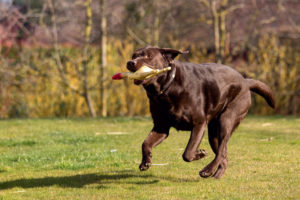 Pelage brillant, énergie: pour Foster, la différence ne tient pas à la croquette. Jean-Luc Barmaverain