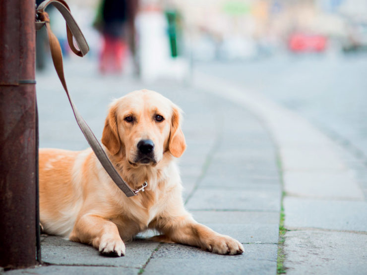 Interdiction de laisser son chien attaché devant un magasin en