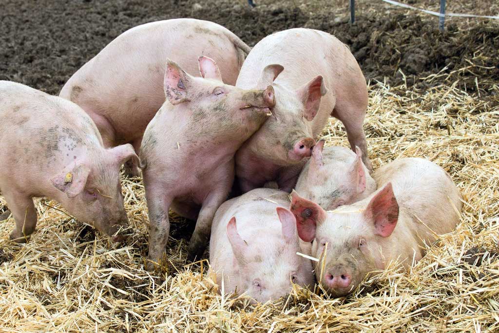 10 faits fascinants sur les cochons - QUATRE PATTES en Suisse