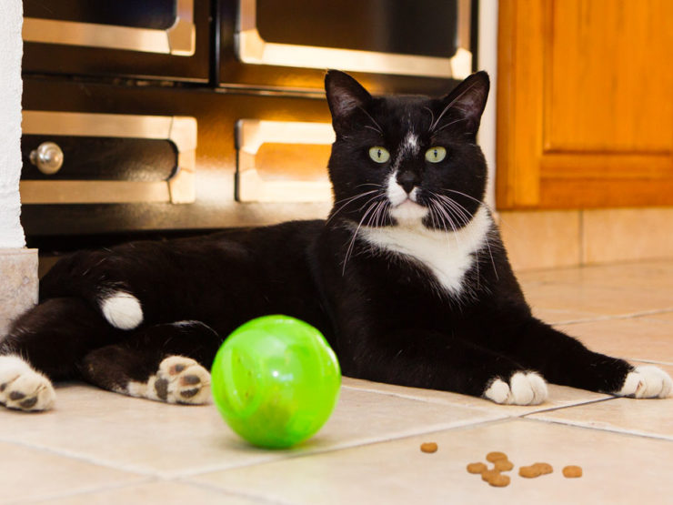 Croquettes Pour Chat La Gamelle Qui Rend Malade Federation Romande Des Consommateurs