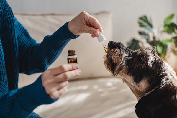 Chien mangeant un médicament