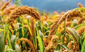 Millet